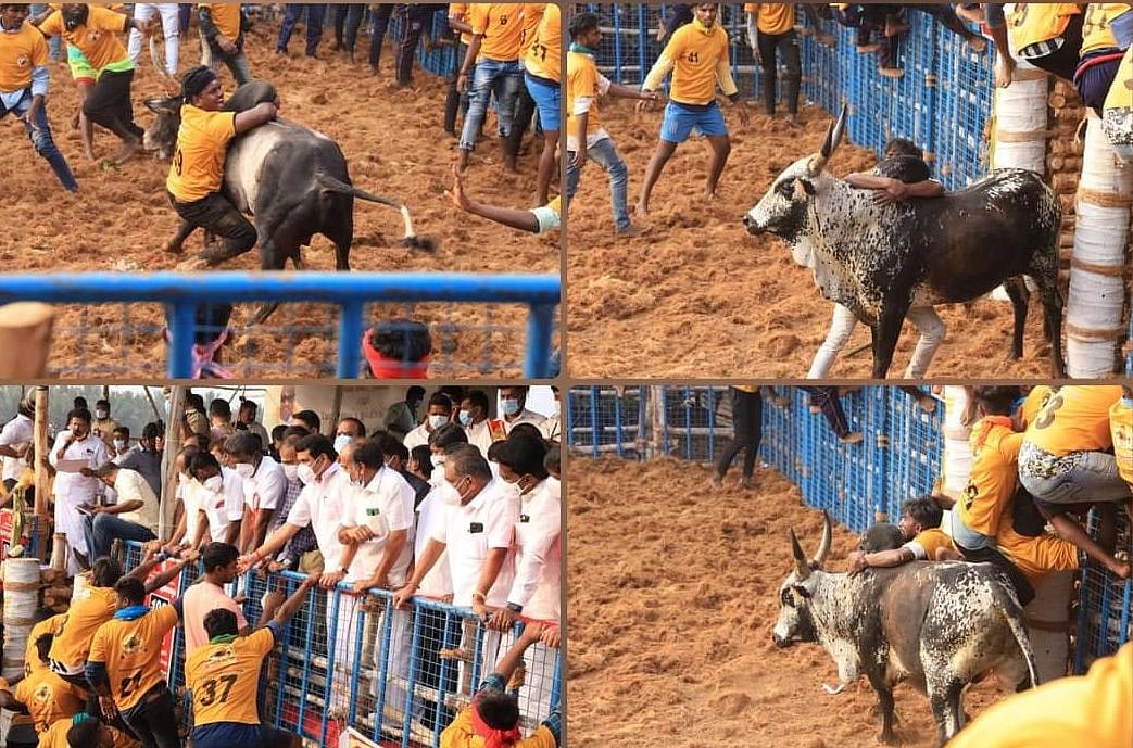 “ஜல்லிக்கட்டு தமிழர்களின் மரபுவழி விளையாட்டு.. அது கலாச்சாரத்தோடு கலந்தது” : PETA-க்கு முரசொலி பதிலடி!