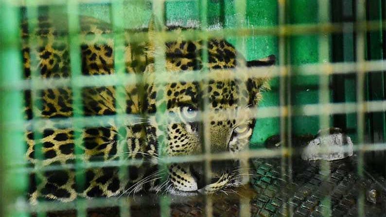 5 நாட்களாகப் போக்கு காட்டிவந்த சிறுத்தை.. வனத்துறையின் பொறியில் சிக்கியது எப்படி?