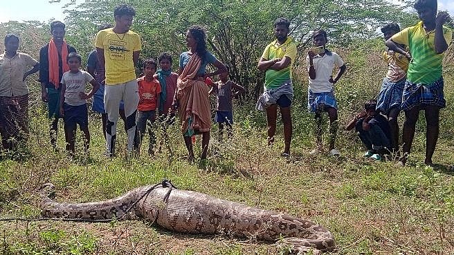 மனிதனை விழுங்கியதா மலைப்பாம்பு?.. வதந்தி பரவியதால் பரபரப்பு: நடந்தது என்ன?