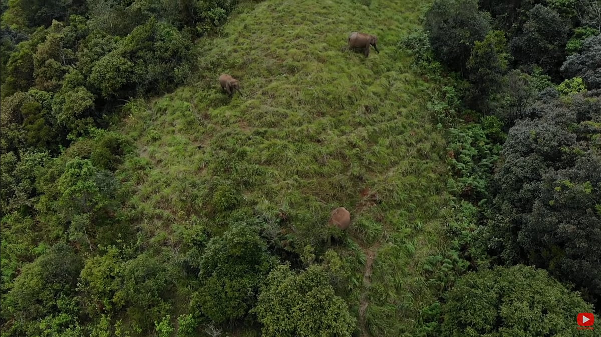 வேட்டையாடப்படும் கானகத்தின் பேருயிர்.. கவனம் குவிக்கும் ‘களிறு’ - காட்டு யானைகளின் வலி சொல்லும் ஆவணம் !
