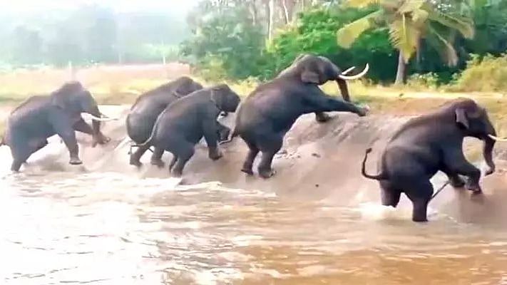 கால்வாயில் இருந்து மேலே வரமுடியாமல் சறுக்கி விழுந்த  யானைக் கூட்டம்.. வைரல் வீடியோவின் பின்னணி என்ன?