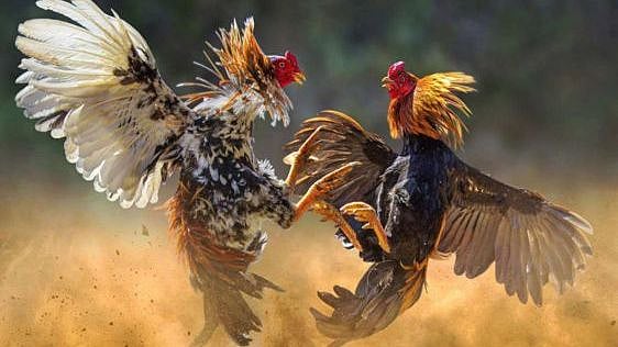 பல ஆண்டுகளாக நடைபெறாமல் இருந்த ‘சேவல் கட்டு’.. நீதிமன்ற அனுமதியோடு மோத தயாராகி வரும் சண்டை சேவல்கள்!