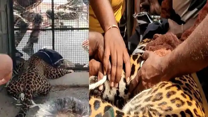 7 பேரை தாக்கி 4 நாட்களாக மக்களை அலறவிட்ட சிறுத்தை.. மயக்க ஊசி செலுத்தி பிடித்த வனத்துறை- முழு விவரம் இதோ!