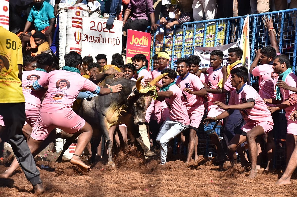 “ஜல்லிக்கட்டு தமிழர்களின் மரபுவழி விளையாட்டு.. அது கலாச்சாரத்தோடு கலந்தது” : PETA-க்கு முரசொலி பதிலடி!