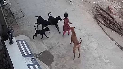 நடுவீதியில் 4 வயது சிறுமியை கடித்து குதறிய தெருநாய்கள்.. காண்போரை பதைபதைக்க வைக்கும் காட்சிகள்! (VIDEO)