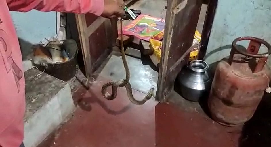 குக்கருக்குள் பதுங்கிய நல்ல பாம்பு; நடு நடுங்கிப்போன குடும்பத்தினர்; கடலூரில் பரபரப்பு!