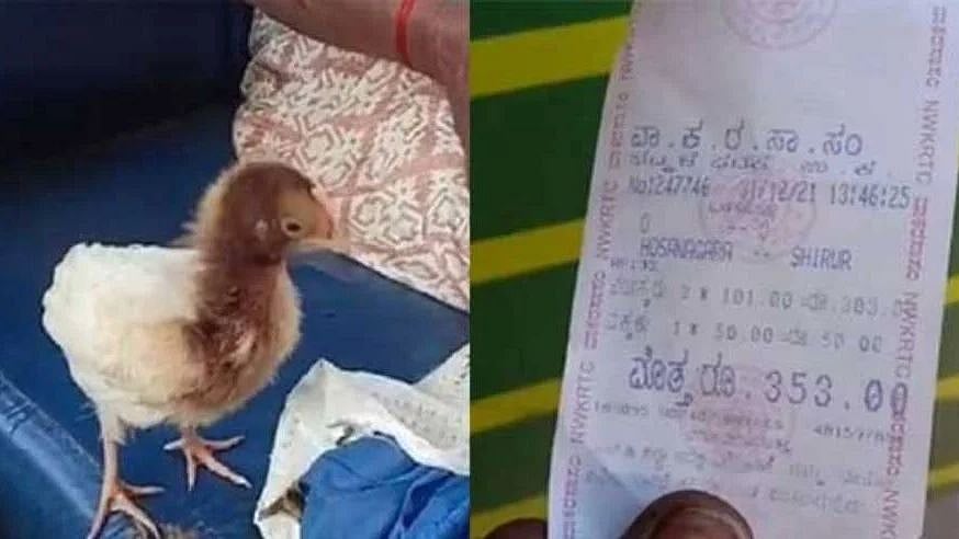 'விலை என்னவோ ரூ.10 தான்; ஆனா டிக்கெட் ரூ.50' - வைரலாகும் கோழிக்குஞ்சுக்கான பஸ் டிக்கெட்!