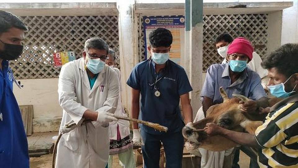 அதிக இனிப்பு உட்கொள்வதால் கால்நடைகளுக்கு ஆபத்து.. மாட்டுப் பொங்கல் குறித்து மருத்துவர் எச்சரிக்கை தகவல்?