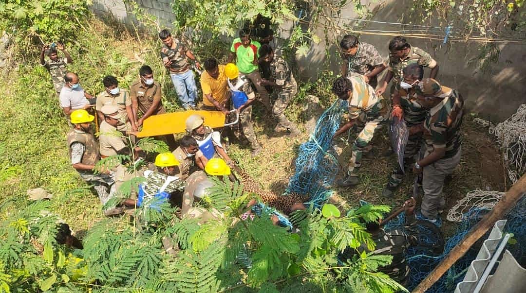 7 பேரை தாக்கி 4 நாட்களாக மக்களை அலறவிட்ட சிறுத்தை.. மயக்க ஊசி செலுத்தி பிடித்த வனத்துறை- முழு விவரம் இதோ!