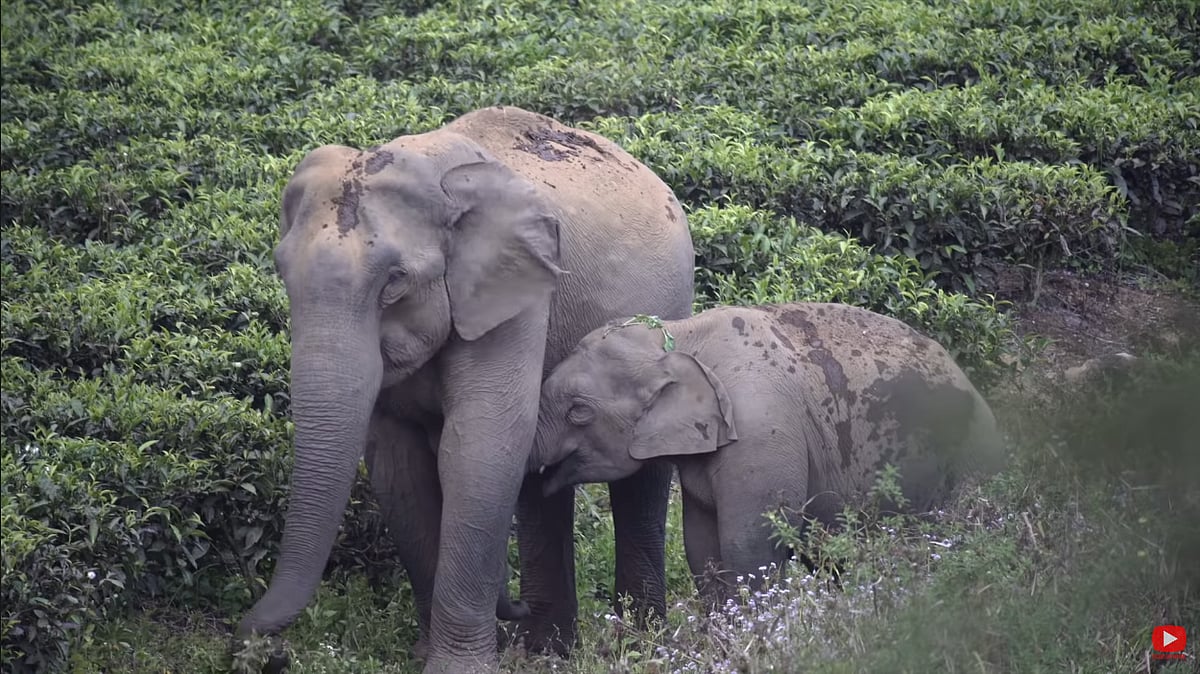 வேட்டையாடப்படும் கானகத்தின் பேருயிர்.. கவனம் குவிக்கும் ‘களிறு’ - காட்டு யானைகளின் வலி சொல்லும் ஆவணம் !