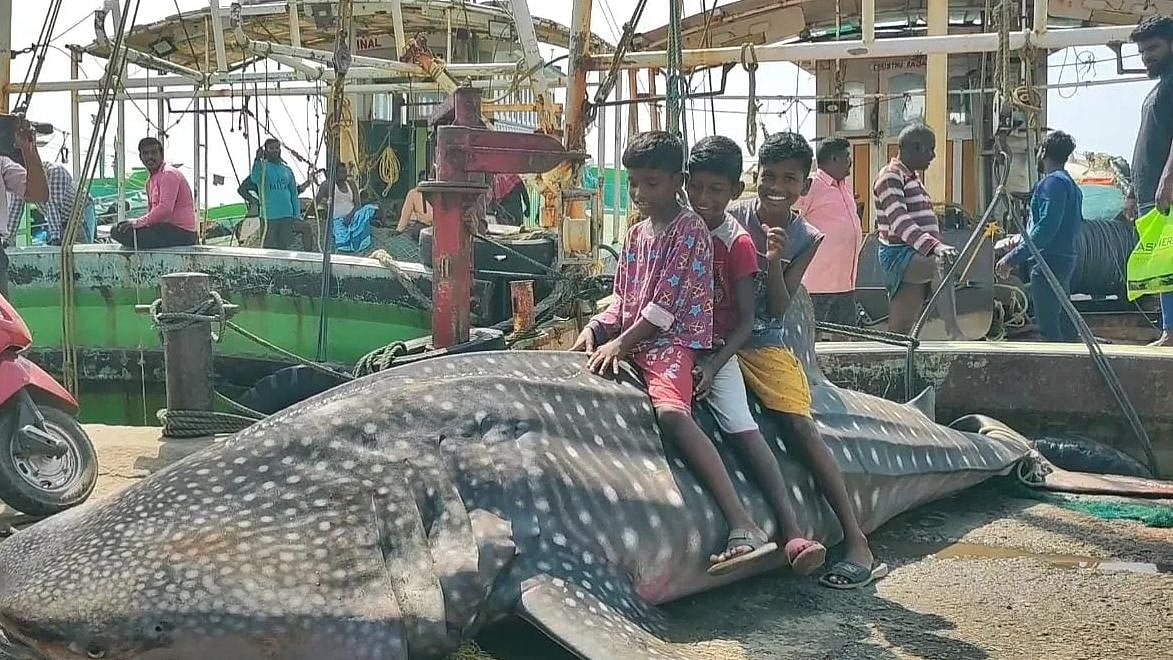 ஆழ்கடலில் வலை போட்டவருக்கு அதிர்ச்சி கொடுத்த மீன் : 2 லட்ச ரூபாய்க்கு வாங்கிய வியாபாரிகள்!