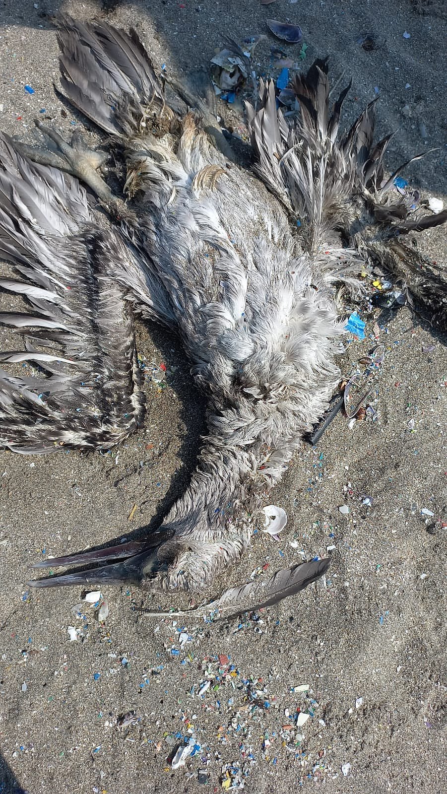 வரலாறு காணாத பேரழிவு - கடலுக்கு அடியில் வெடித்துச் சிதறிய எரிமலை :  கலங்கவைக்கும் ‘டோங்கா’ புகைப்படங்கள்!