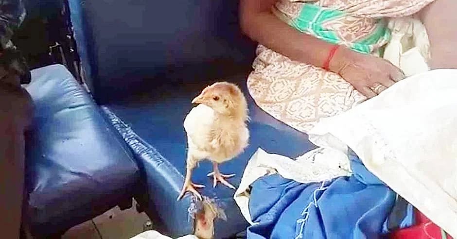 'விலை என்னவோ ரூ.10 தான்; ஆனா டிக்கெட் ரூ.50' - வைரலாகும் கோழிக்குஞ்சுக்கான பஸ் டிக்கெட்!