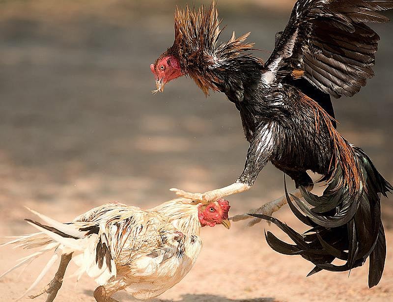 பல ஆண்டுகளாக நடைபெறாமல் இருந்த ‘சேவல் கட்டு’.. நீதிமன்ற அனுமதியோடு மோத தயாராகி வரும் சண்டை சேவல்கள்!