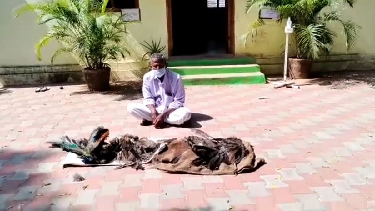 “மயில்களை கொத்துக் கொத்தாக கொன்ற நபர்” : விசாரணையில் பகீர் தகவல் - நடந்தது என்ன?