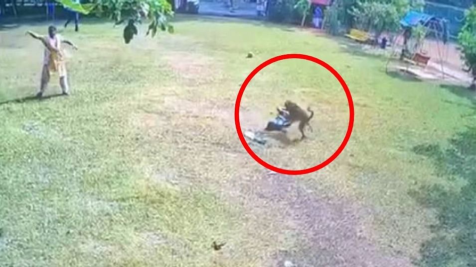 சிறுமியைக் கடித்துக் குதறிய வளர்ப்பு நாய்.. உரிமையாளரை எச்சரித்த போலிஸ் : நடந்தது என்ன?