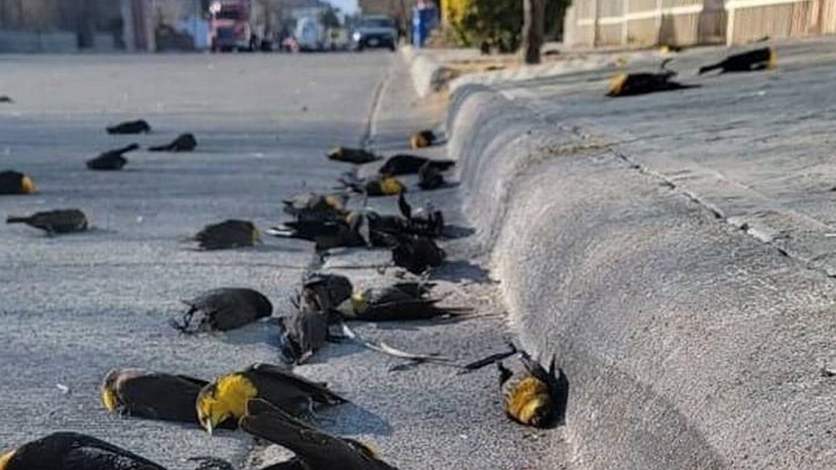 கொத்து கொத்தாக சாலையில் மயங்கி விழுந்த ‘மஞ்சள் தலை பறவைகள்’ :  மெக்சிகோவில் பகீர் சம்பவம் - நடந்தது என்ன?