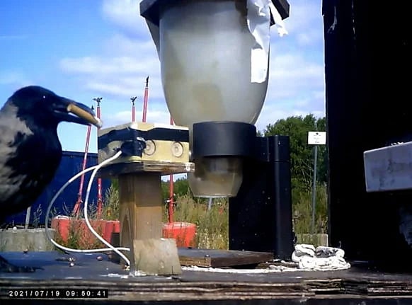 சிகரெட்களை சேகரிக்கும் காகங்கள்.. “1 குப்பை எடுத்தாதான் ஒரு துண்டு ரொட்டி கிடைக்கும்” - அசத்தும் ஸ்வீடன்!