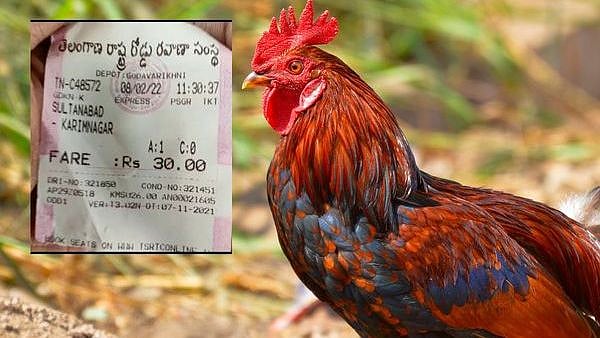 சேவலுக்கு ரூ.30 கட்டணம் வசூலித்த கண்டக்டர்.. அதிர்ச்சியடைந்த பயணி: எங்கு நடந்தது தெரியுமா?