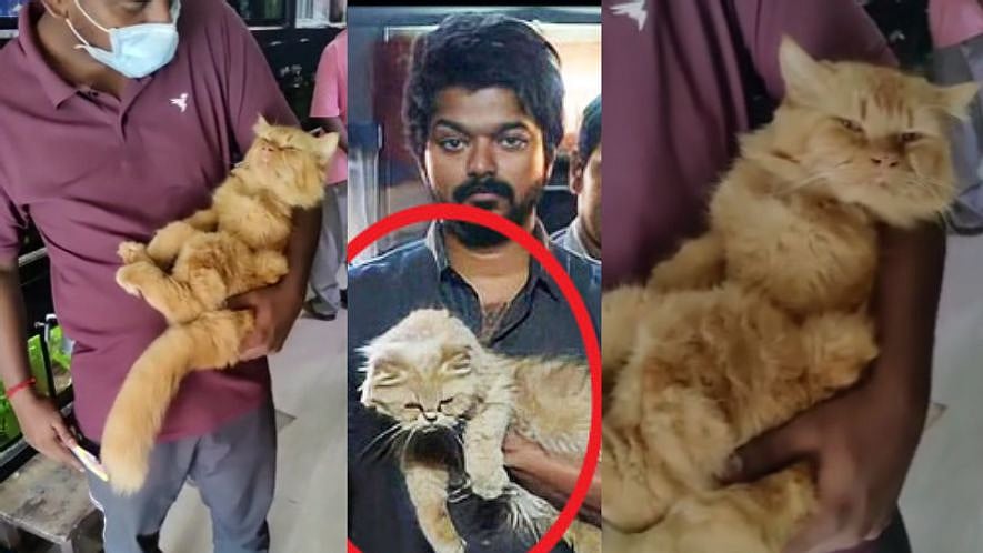 விசிட்டிங் கார்டு கேட்பது போல நடித்து ’மாஸ்டர்’ பட பெர்சியன் ரக பூனை திருட்டு; CCTVயால் சிக்கிய இளைஞர்கள்