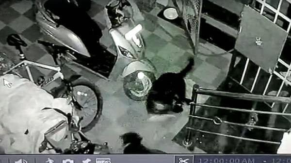 ”பாம்புடன் முட்டி மோதி தன்னை வளர்த்தவர்களை காப்பாற்றிய செல்லப்பிராணி” - புதுச்சேரியில் நடந்த நெகிழ்ச்சி!