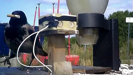 சிகரெட்களை சேகரிக்கும் காகங்கள்.. “1 குப்பை எடுத்தாதான் ஒரு துண்டு ரொட்டி கிடைக்கும்” - அசத்தும் ஸ்வீடன்!