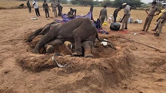 30 பாட்டில் குளுக்கோஸ்.. 2 நாள் தொடர் சிகிச்சையிலிருந்த பெண் யானை பரிதாப பலி - என்ன காரணம்?