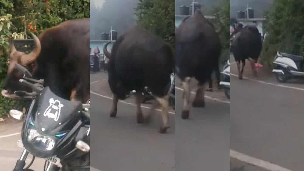 சாலையோரம் நின்றிருந்த இளைஞரை குத்திக் கிழித்த காட்டெருமை; குன்னூர் மலைப்பாதையில் பரபரப்பு!