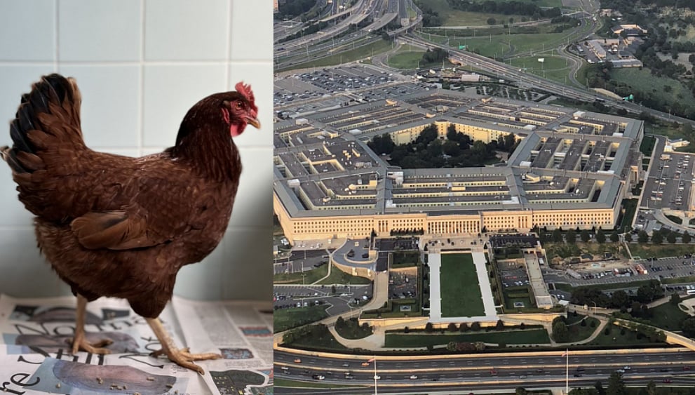 அமெரிக்க பாதுகாப்பு அதிகாரிகளை நடுநடுங்க வைத்த கோழி; பென்டகனுக்குள் நடந்தது என்ன? பகீர் தகவல்கள்!