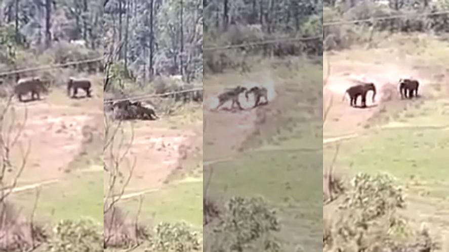ஏய்ய்.. நீ என்ன புலியா... வம்புக்கு இழுத்து சண்டையிடும் காட்டு யானைகள்; வால்பாறையில் நடந்த சுவாரஸ்யம்!