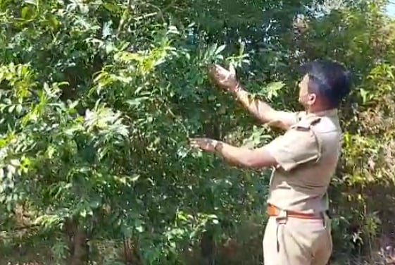 உலகிலேயே அதிக விலை கொண்ட மரம் தமிழகத்தில் இருப்பது கண்டுபிடிப்பு; அதன் சிறப்பம்சம் என்ன தெரியுமா?