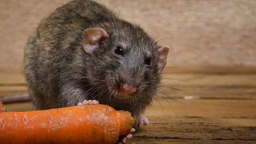 எலியை கொல்ல வைக்கப்பட்ட கேரட்.. தவறுதலாகச் சாப்பிட்ட மாணவிக்கு நேர்ந்த சோகம்!