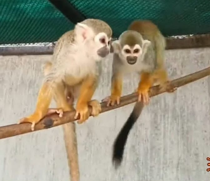 வண்டலூர் Zoo-ல் இருந்து களவு போன அரியவகை அணில், குரங்குகள் மீட்பு; களவாணி சிக்கியதன் பின்னணி!