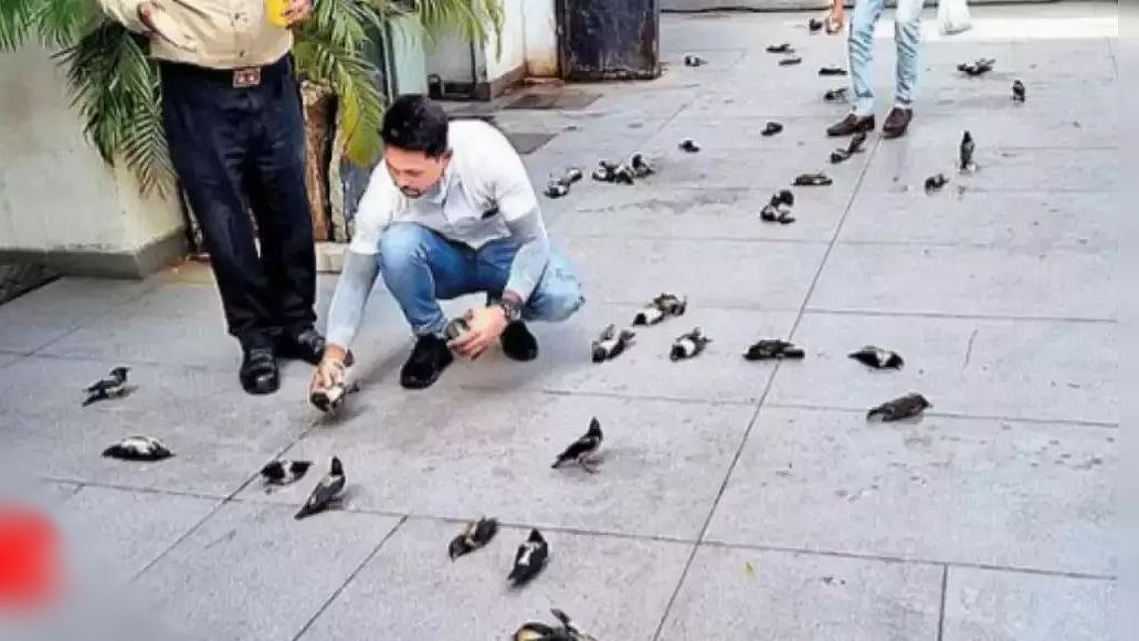 வானிலிருந்து கொத்துக் கொத்தாக விழுந்த அரியவகை பறவைகள்.. சூரத் நகரில் பகீர் சம்பவம் - என்ன காரணம்?