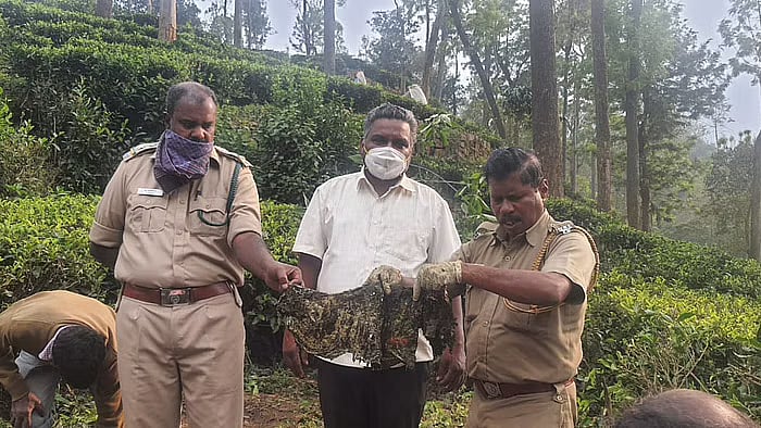 “வயிற்றில் நூடுல்ஸ் பாக்கெட்.. பிளாஸ்டிக் கழிவுகள்”: காட்டெருமை இறப்பால் அதிர்ச்சியடைந்த மருத்துவக் குழு!