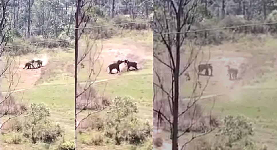 ஏய்ய்.. நீ என்ன புலியா... வம்புக்கு இழுத்து சண்டையிடும் காட்டு யானைகள்; வால்பாறையில் நடந்த சுவாரஸ்யம்!