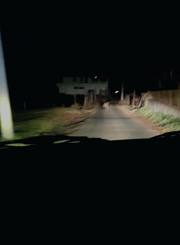 மீண்டும் ஒரு T23 ? - பட்டப்பகலில் விளைநிலத்தில் உலா; புலியின் நடமாட்டத்தால் பீதியில் ஊட்டி கிராம மக்கள்!