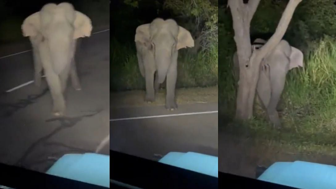 தலைக்கேறிய லைக்ஸ் மோகம்; யானைக்குட்டியை துரத்தி வியூஸ் பார்த்த டிக்டாக் பயனர்; கொதித்தெழுந்த நெட்டிசன்ஸ்!