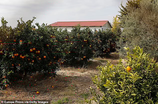 பெற்றோரை சுட்டுக்கொன்று 3 நாட்கள் சடலத்துடன் வசித்த சிறுவன்: ஸ்பெயினில் நடந்த கொடூரம்; பின்னணி என்ன?