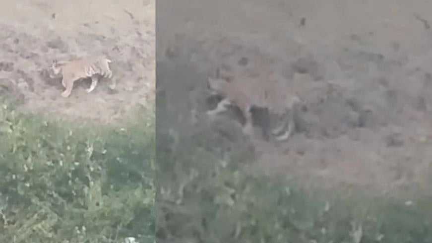 மீண்டும் ஒரு T23 ? - பட்டப்பகலில் விளைநிலத்தில் உலா; புலியின் நடமாட்டத்தால் பீதியில் ஊட்டி கிராம மக்கள்!