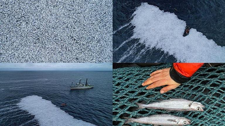 செத்துப்போன 1 லட்சம் மீன்களை நடுக்கடலில் கொட்டிய கப்பல்.. சுற்றுச்சூழல் ஆர்வலர்கள் கண்டனம்: பின்னணி என்ன?