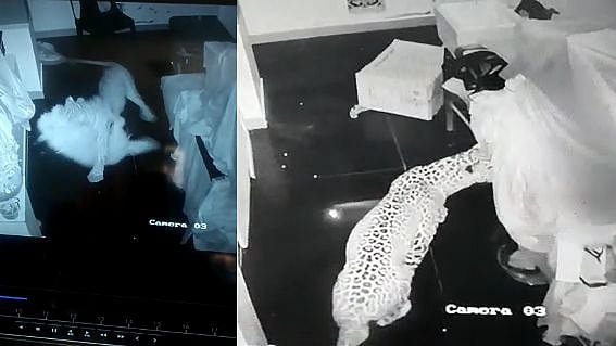 வீட்டின் முன் தூங்கிக் கொண்டிருந்த நாயை வேட்டையாடிய சிறுத்தை புலி : குலைநடுங்க வைக்கும் CCTV காட்சி!