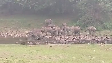 குட்டிகளுடன் காட்டு யானை.. காவலாக நிற்கும் 9 யானைகள் - தேயிலை தோட்ட தொழிலாளர்களுக்கு வனத்துறை எச்சரிக்கை!