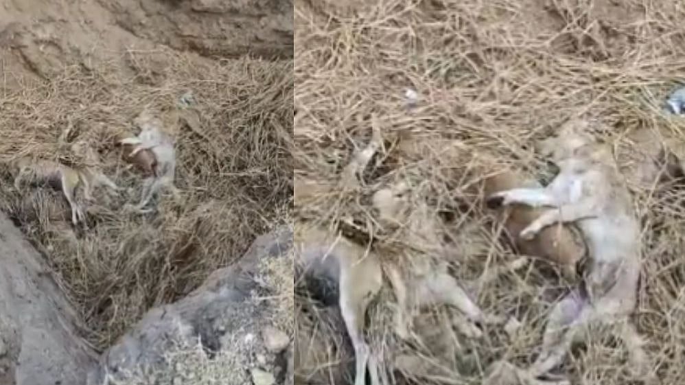 நூற்றுக்கணக்கான நாய்களை கொன்று கிணற்றில் வீசிய கிராம பஞ்சாயத்து நிர்வாகம்? : தெலங்கானாவில் பயங்கரம்!