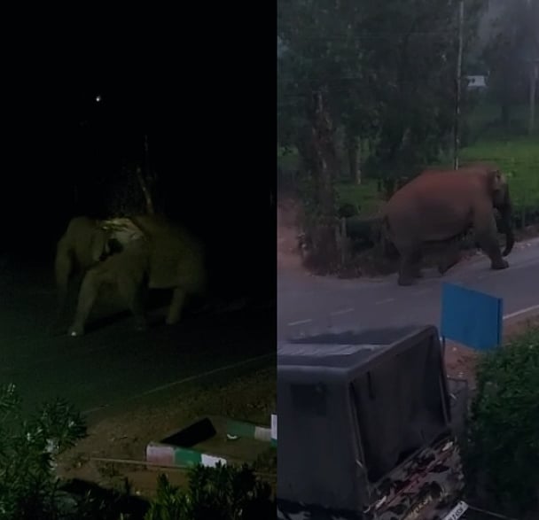 விடியற்காலையில் தவறாது நடைபயிற்சி செல்லும் பெண் காட்டு யானை ! 