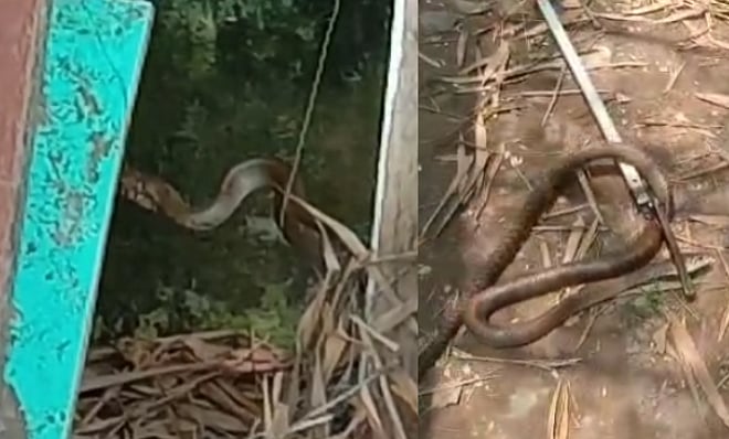 மயிலுக்கு பயந்து வீட்டுக்குள் புகுந்த சாரைப்பாம்பு; நாகூர் அருகே அலறியடித்து ஓடிய குடியிருப்பு வாசிகள்!