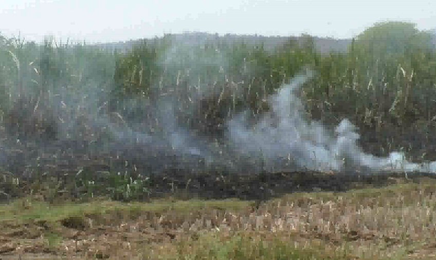 திடீரென தீப்பற்றி எரிந்த கரும்புத்தோட்டம்.. முழுவதுமாக கருகி நாசம் - நடந்தது என்ன?