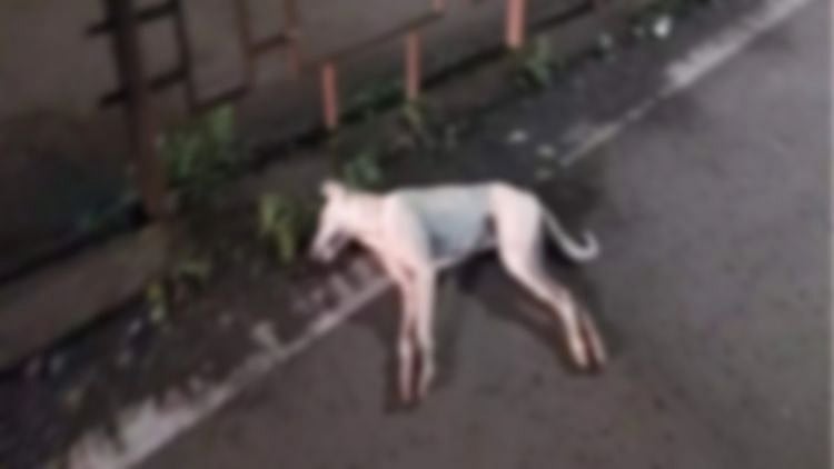 உரிமையாளர் மீது தீரா பாசம்.. தகராறை தடுக்க வந்த வளர்ப்பு நாய் அடித்துக் கொலை.. போலிஸ் வழக்குப்பதிவு!