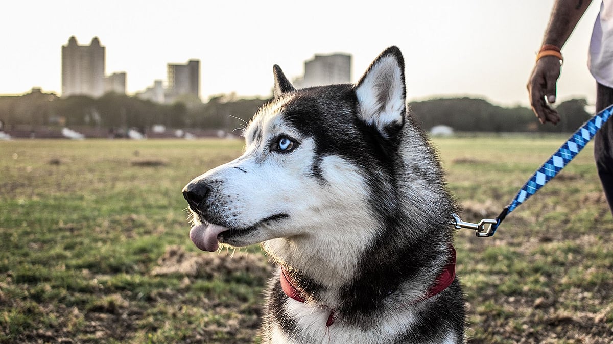 இதயத்தில் அடைப்பு.. வளர்ப்பு நாயின் உயிரை காப்பாற்றிய உரிமையாளர்: நெகிழ்ச்சி சம்பவத்தின் பின்னணி!