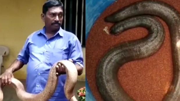 4.5 கிலோ எடை.. அதிரடி ரெய்டு விட்ட வனத்துறை.. அரியவகை மண்ணுளி பாம்பை பதுக்கியவருக்கு வலைவீச்சு!